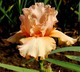 Iris Irene (Ирис Ирен)