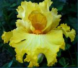 Lacy Primrose/Лейси Праймроуз